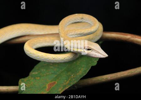 Asian Vine Snake, Ahaetulla prasina, , serpente di frusta di Boie, Foto Stock