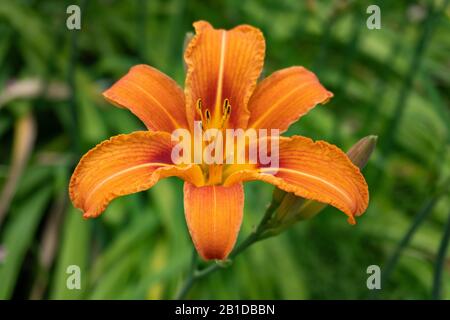 Primo piano di un giglio di fuoco arancione nel giardino Foto Stock