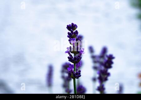 Primo piano di lavanda viola con un ladybug davanti a sfondo bianco Foto Stock