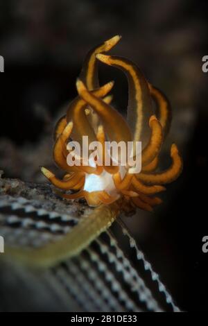 Nudibranch Trinchesia acinosa. Macro fotografia subacquea da Tulamben, Bali, Indonesia Foto Stock