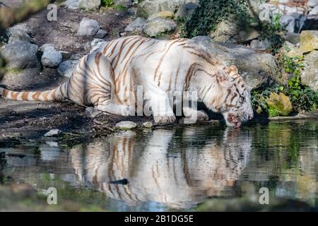 Tigre del Bengala che beve nello stagno, animale selvaggio bello Foto Stock