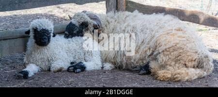 Pecore e agnello insieme nella fattoria, animali carini Foto Stock