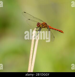 rosso libellula seduto sulla cima di canna secca, selvaggio Foto Stock