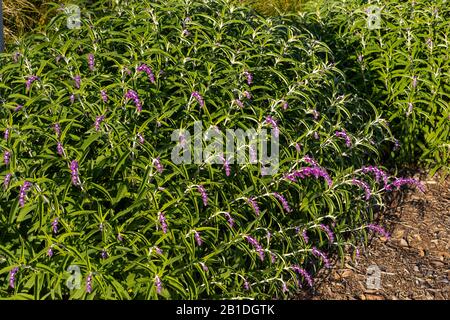 Il Messicano Bush Sage (Salvia leucantha) è una pianta tollerante alla siccità. Qui è mostrato in oro ora luce con piena vellutata viola fioriture. Foto Stock