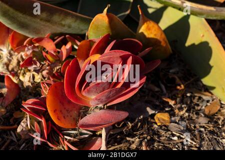 Kalanchoe luciae, Aka Paddle Plant, Flapjacks, Red Pancakes, Desert Cabbage, come visto nell'ora d'oro a Newport Beach California. Foto Stock