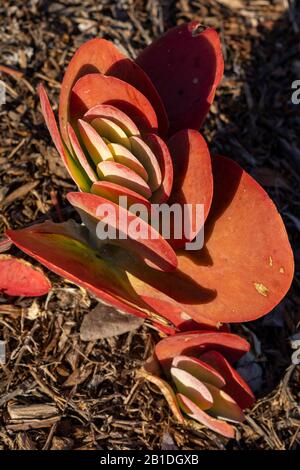 Kalanchoe luciae, Aka Paddle Plant, Flapjacks, Red Pancakes, Desert Cabbage, come visto nell'ora d'oro a Newport Beach California. Foto Stock