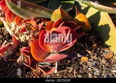 Kalanchoe luciae, Aka Paddle Plant, Flapjacks, Red Pancakes, Desert Cabbage, come visto nell'ora d'oro a Newport Beach California. Foto Stock