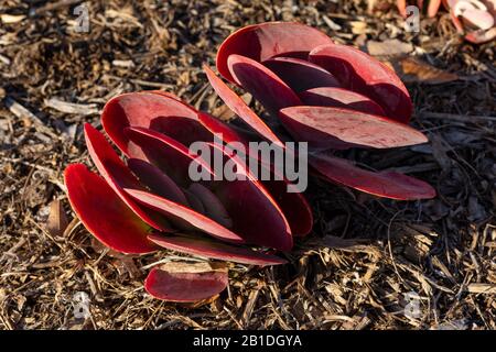 Kalanchoe luciae, Aka Paddle Plant, Flapjacks, Red Pancakes, Desert Cabbage, come visto nell'ora d'oro a Newport Beach California. Foto Stock