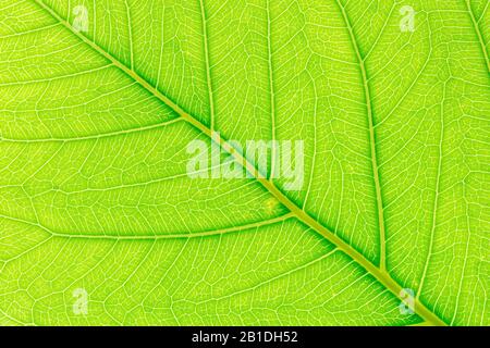 Naturale foglia verde dello sfondo con la luce alle spalle per la progettazione grafica. Foto Stock