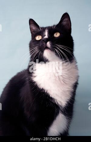 Gatto nero, con un collare bianco. Animale domestico. Foto Stock