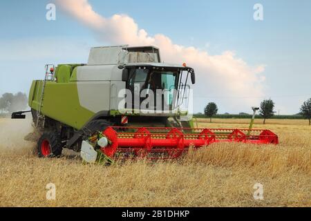Campo di grano con trincia semovente Foto Stock