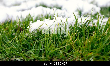 Germogli verdi grano invernale sotto neve. Neve bianca e sfondo giovane erba fresca primavera banner. Foto Stock