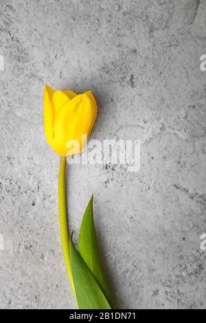 Un tulipano giallo brillante su sfondo grigio Foto Stock