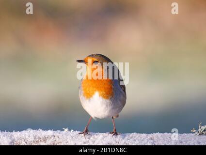 Robin Erithacus rubecula, su ramo gelido, Aberdeenshire, Scozia Foto Stock