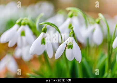 Bianco gocce di neve fiori dettaglio primo piano nella foresta alla fine dell'inverno. Sfondo sfocato e piccole gocce d'acqua sui petali. Foto Stock