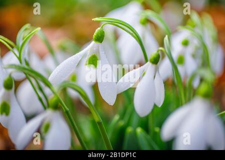 Bianco gocce di neve fiori dettaglio primo piano nella foresta alla fine dell'inverno. Sfondo sfocato e piccole gocce d'acqua sui petali. Foto Stock