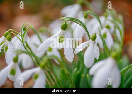 Bianco gocce di neve fiori dettaglio primo piano nella foresta alla fine dell'inverno. Sfondo sfocato e piccole gocce d'acqua sui petali. Foto Stock