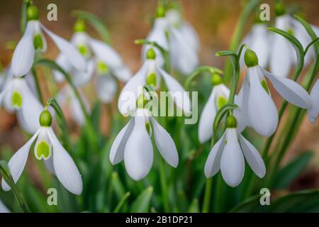 Bianco gocce di neve fiori dettaglio primo piano nella foresta alla fine dell'inverno. Sfondo sfocato e piccole gocce d'acqua sui petali. Foto Stock