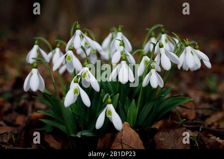 innevamento fiori nella foresta crescono fuori dalle foglie secche di marrone scuro alla fine dell'inverno con sfondo bokeh sfocato. Foto Stock