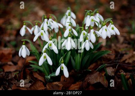innevamento fiori nella foresta crescono fuori dalle foglie secche di marrone scuro alla fine dell'inverno con sfondo bokeh sfocato. Foto Stock