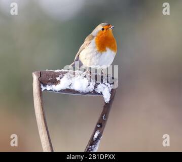 Robin Earthacus rubecula, su forchetta da giardino, nella neve, Aberdeenshire, Scozia Foto Stock