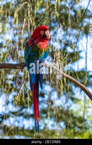 Macaw rosso e verde, Ara cloropterus, bel pappagallo Foto Stock