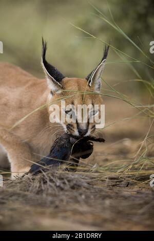 Caracal caracal caracal Adulto con un kill, un capo Glossy Starling, Namibia Foto Stock