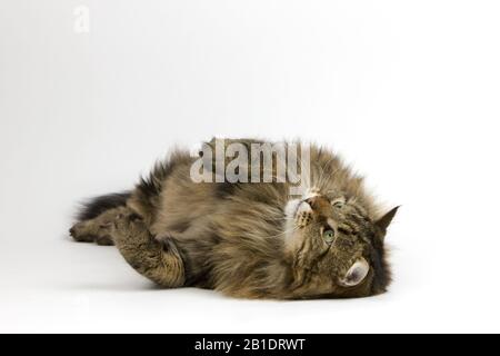 Angora gatto domestico, maschio posa contro uno sfondo bianco Foto Stock