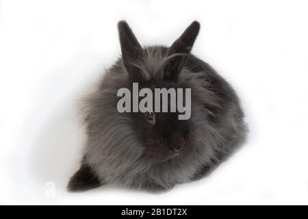 Black Dwarf Rabbit contro uno sfondo bianco Foto Stock