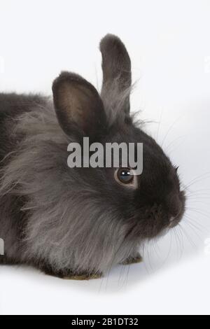 Black Dwarf Rabbit contro uno sfondo bianco Foto Stock