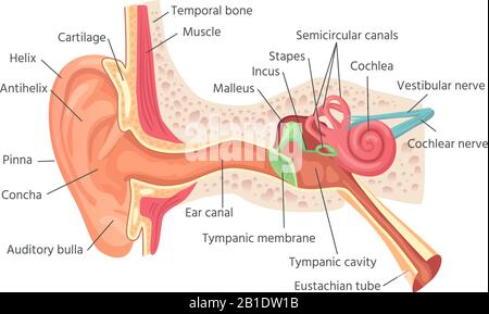 Anatomia dell'orecchio umano. Struttura interna delle orecchie, illustrazione di un organo di un vettore uditivo Illustrazione Vettoriale