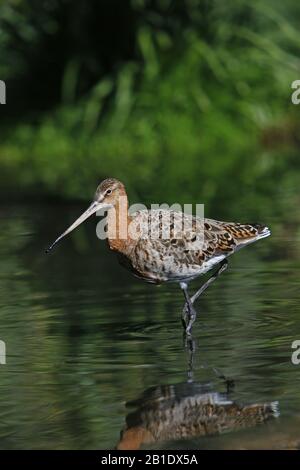 Godwit in marmo, Limosa limosa, Adulti walwing attraverso la palude, Pirenei nel sud della Francia Foto Stock