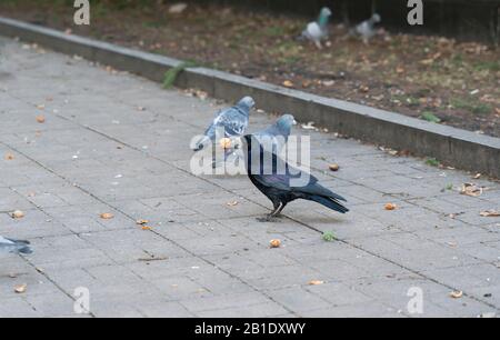 Corvo nero appollaiato nel parco della città con noce nel becco. Immagine a colori/ Foto Stock