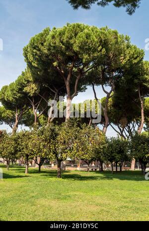 Giardino Aranci, Giardino Degli Aranci, Parco Savello, Roma, Italia Foto Stock