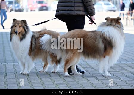 Coppia di Scotch Collie allo spettacolo dei cani Foto Stock