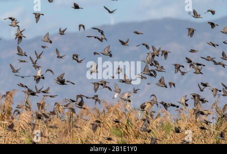 Gregge di stumani, Sturnus vulgaris, in volo all'inizio dell'autunno, oltre i letti a scomparsa. Foto Stock