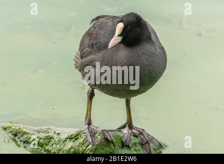 Coot, Fulica atra, arroccato su roccia in acqua eutrofica, Grecia. Foto Stock