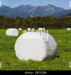 Haystack confezionato in imballaggio di cellulosa bianca e pronto per il trasporto da campo agricolo mown con erba verde. Autunno paesaggio di campagna Foto Stock