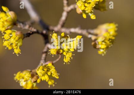 Cornus mas fiori (ciliegia della Cornelia, cornello europeo o legno di ciliegio della Cornelia) in primavera Foto Stock