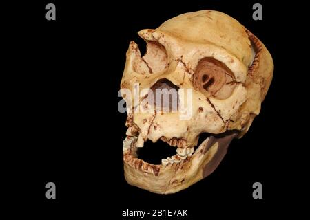 Homo Heidelbergensis cranio Atapuerca 5 Foto Stock