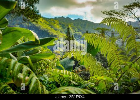 Lussureggiante Foliage in una foresta tropicale Con montagne sullo sfondo delle Hawaii Foto Stock