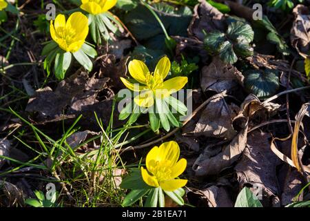 Eranthis hyemalis winter aconite close-up, Sopron, Hungary Foto Stock