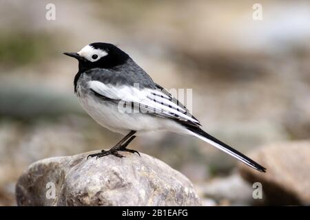 Scommesso mascherato, scommesso bianco mascherato (Motacilla personata, Motacilla alba personata), su una pietra, Kazakistan, Dzhabagly Foto Stock