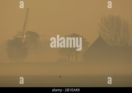 Terreni agricoli in nebbia di mattina presto, Paesi Bassi, Vreeland Foto Stock