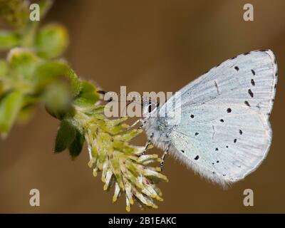 Holly Blue, Holly-Blue (Celastrina argiolus, Celestrina argiolus, Cyaniris argiolus, Lycaena argiolus), Vista laterale, Paesi Bassi, Frisia Foto Stock