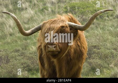 Bestiame scozzese delle Highland, Kyloe, mucca delle Highland, Heelan coo (Bos primigenius F. taurus), nella riserva naturale, Paesi Bassi Foto Stock