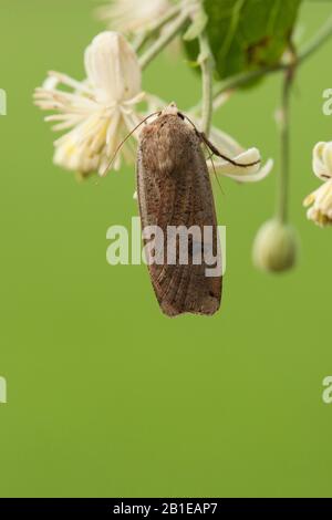 La tignola gialla comune, la grande tignola gialla, l'hibon, la sottala gialla (Noctua pronuba, Agrotis pronuba, Lampra pronuba), si trova su un fiore, Olanda, Frisia Foto Stock