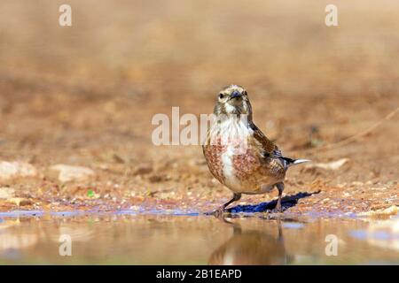 Mar Mediterraneo orientale (Carduelis cannabina mediterranea, Acantis cannabina mediterranea), bere, Spagna, Isole Baleari, Maiorca Foto Stock