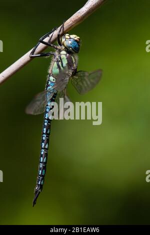 Dragonfly meno peloso, Dragonfly peloso, Hawker peloso, Hawker primaverile (Brachytron pratense, Brachytron hafniense), maschio, tacchino Foto Stock