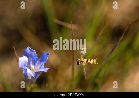 Marmalade hoverfly (Episyrphus balteatus), hoverfly sopra Marsh Gentian, Olanda Foto Stock